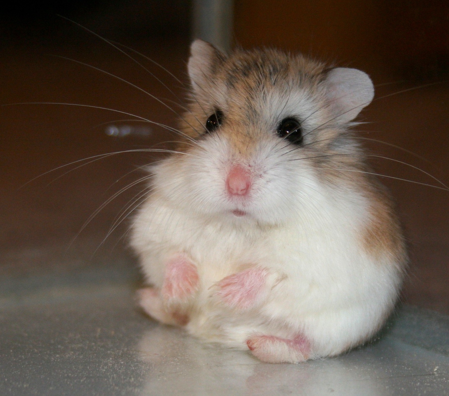 Do Dwarf Hamsters Eat Hay at Barbara Sanders blog